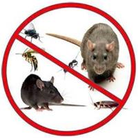 Kent Pest Control image 4